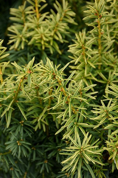 Dwarf Bright Gold Yew