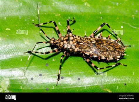 Assassin bug (family Reduviidae) on a leaf. Assassin bugs are so called ...