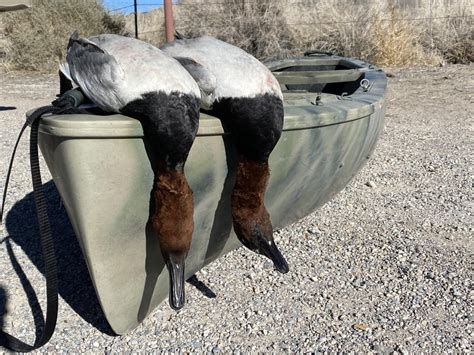 Desert Ducks!!! : Waterfowl