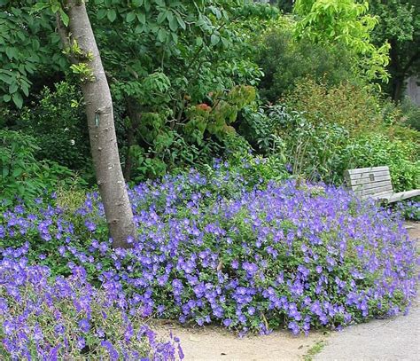 Cranesbill. | Tuin, Voortuin bloemen, Achtertuin planten