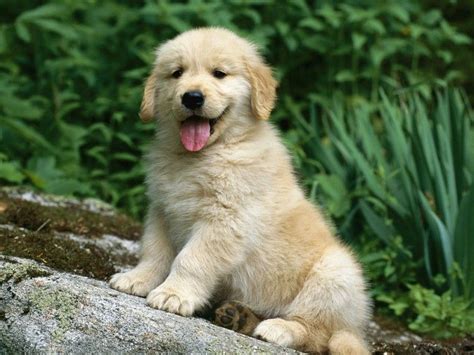 Golden Retriever Dog Breed Information, Images, Characteristics, Health