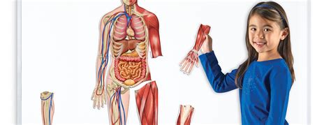 Human Body Anatomy for Kids | Learning Resources UK