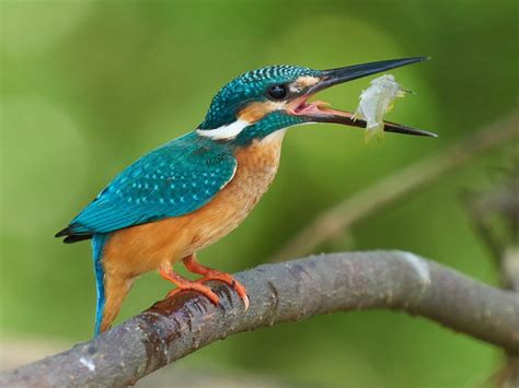 The Common Kingfisher (Alcedo Atthis): Jewel of UK Waterways ...