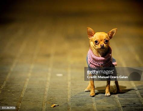 17 Chiuaua Dog Stock Photos, High-Res Pictures, and Images - Getty Images