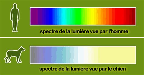 schéma du spectre des couleurs vue par le chien et l'homme