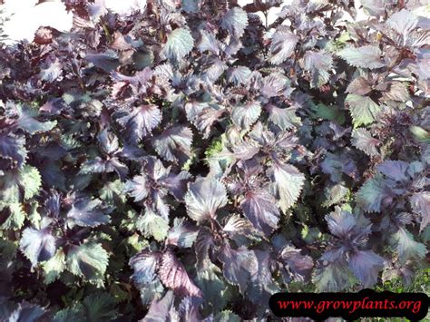 Perilla frutescens - How to grow & care