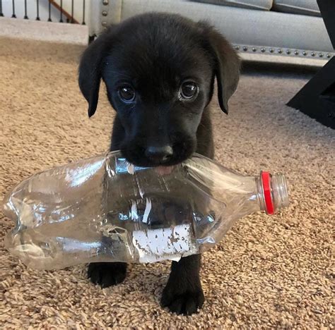 do you recycle? | Cute dogs, Baby animals pictures, Cute animals