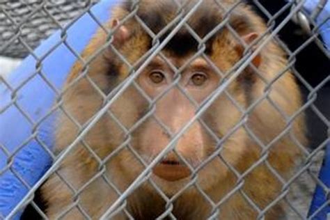 The monkey farm: primates being bred for experiments