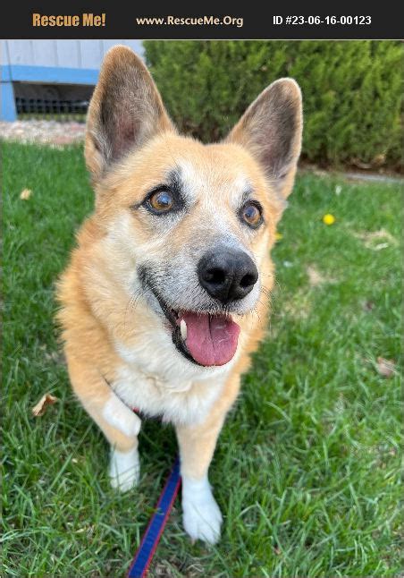 ADOPT 23061600123 ~ Corgi Rescue ~ Lakewood, CO