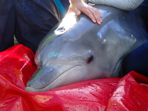Dolphin Rescue Sussex Inlet - Dolphin Research Australia.Org