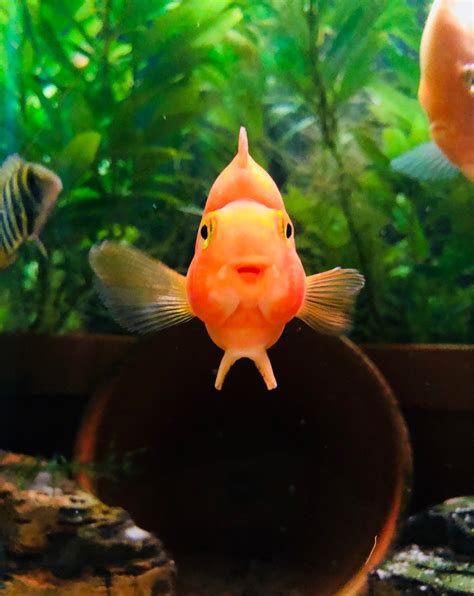Parrot fish are some of the happiest fish you will... - Ryan's Tank Journal