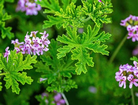 Citronella Plant Guide: How to Grow & Care for “Pelargonium Citrosum ...