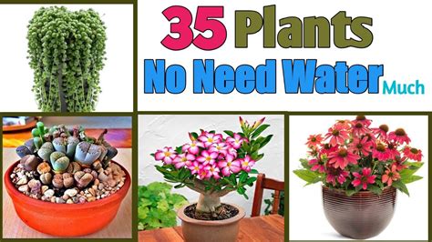 What Happens If You Don T Water Your Plants at Linda Kimura blog