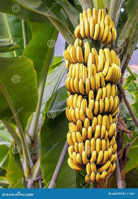 Bananenstaude Mit Einem Bündel Reifen Bananen Stockfoto - Bild: 66670181