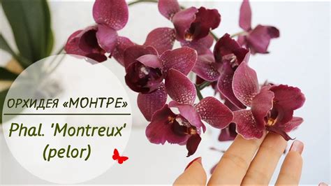 Орхидея Phal. Montreux! Орхидея Монтрё с пилоричностью.