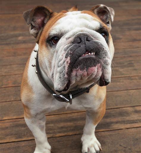 Purebred English Bulldog by Stuart Westmorland / Design Pics