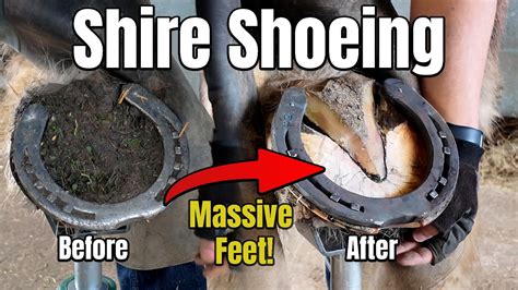 Shoeing a Shire Horse - Oddly Satisfying Hoof Restoration - ASMR ...