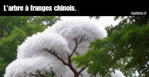 L'arbre à franges chinois. - Blagues et les meilleures images drôles!