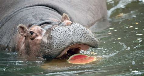 Hippopotamus Diet: What do These Massive Creatures Eat? | PetMojo