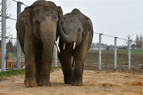Une journée au zoo-refuge de La Tanière ! - Humeco - Informer ...