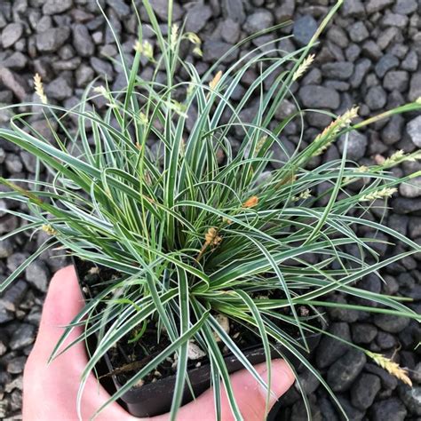 Carex conica 'Snowline' - Sedge (3.5