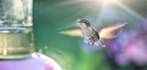 Hummingbirds Make Great (Backyard) Pets - PetsBlogs