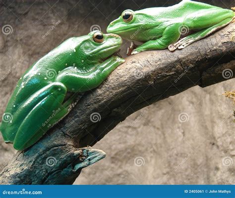 Frogs in love stock image. Image of together, frog, frogs - 2405061