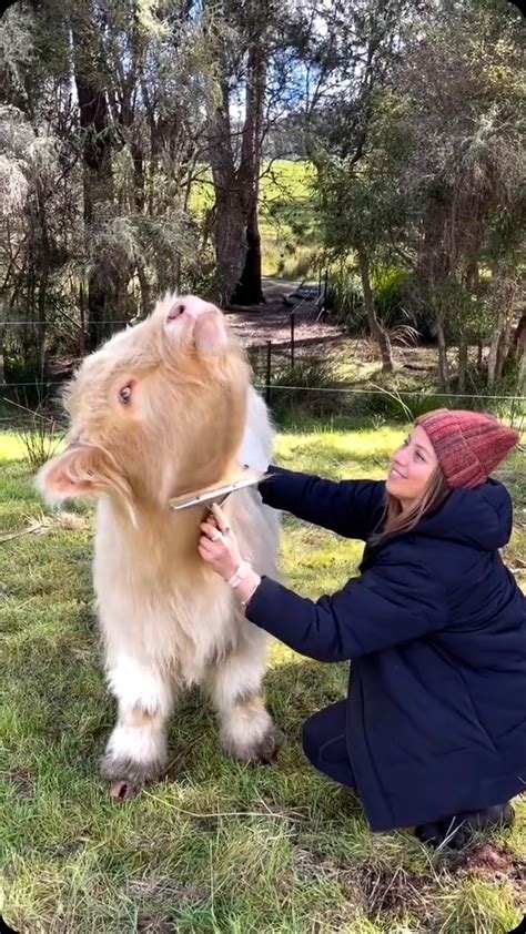 Md Syful Islam Rasel | Noah is a gorgeous little bull calf with a ...