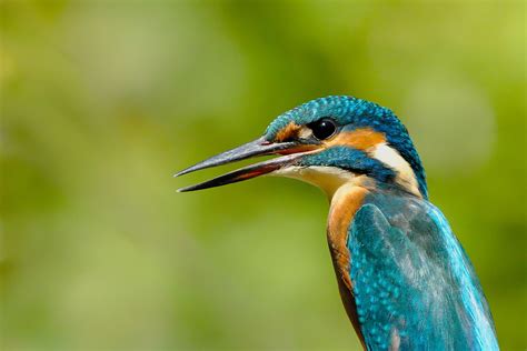 3,000+ Free Australian Kingfisher & Kingfisher Images - Pixabay