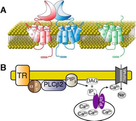 T1R and T2R receptors: The modulation of incretin hormones and ...