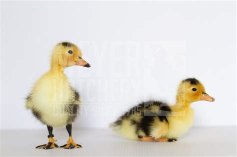 Raising Baby Waterfowl: Tips for Success | Meyer Hatchery Blog