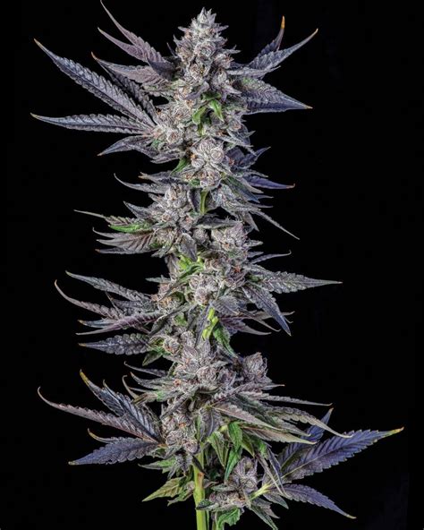 Runtz Carlton (White Runtz x Eye Candy) 7-Pack – Gas Station