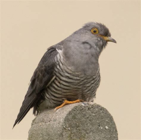 Coucou gris | Observatoire des Saisons