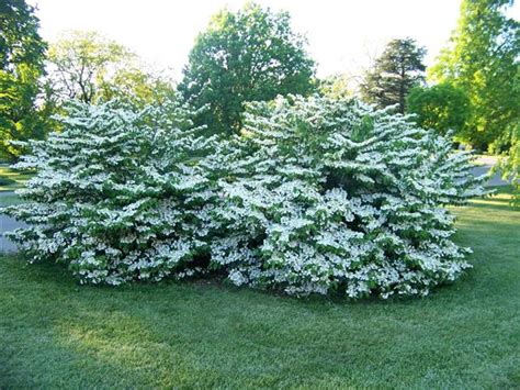 Viburnum plicatum f. tomentosum 'Shasta' Shasta Doublefile Viburnum on ...