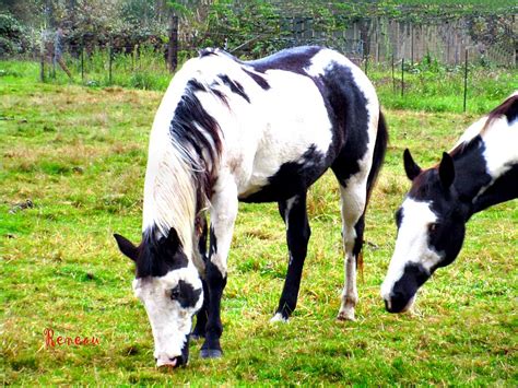 HORSE of a DIFFERENT COLOR Photograph by A L Sadie Reneau - Fine Art ...