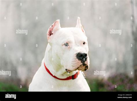 White Dog Of Dogo Argentino Also Known As The Argentine Mastiff Is A ...