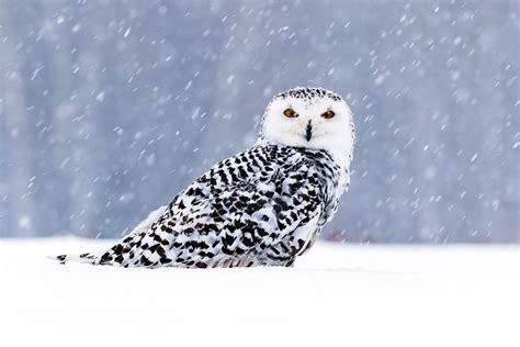 White Owl In Snow 5k, HD Birds, 4k Wallpapers, Images, Backgrounds ...