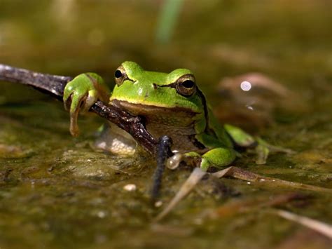 Rainette verte, amphibien du Marais poitevin