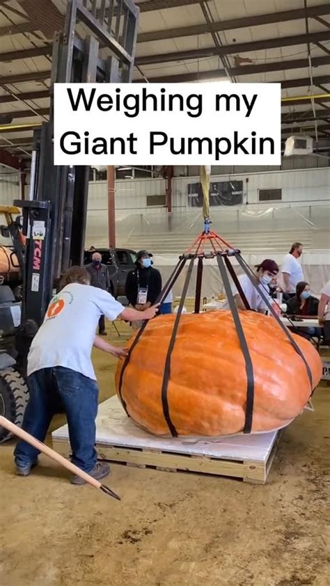 Weighing my biggest giant pumpkin.🎃 | Giant pumpkin, Haloween, Pumpkin