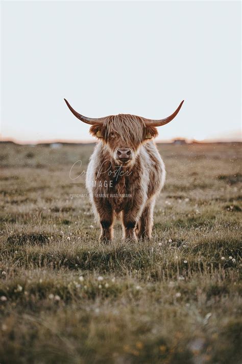 Highlander Cow From Denmark, Brown Highlander Cow, Fluffy Brown Cow ...