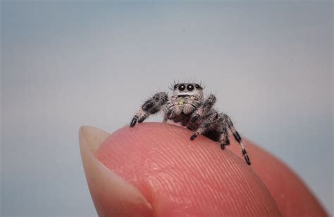 How to Treat a Jumping Spider Bite