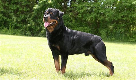 Rottweiler Dog Breed Information