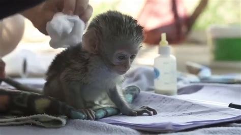 Cute Monkeys Part #7 - Funny Baby Monkey Will Make You Happy 2017 - YouTube