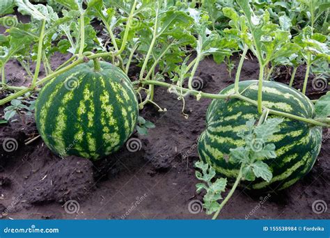 The Growth of Watermelon in the Field. Stock Photo - Image of berry ...