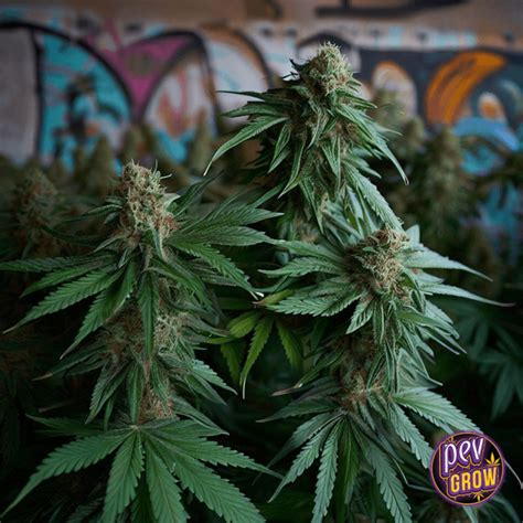Maui Wowie seeds/Feminized seeds - Pevgrow