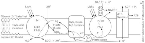 Lichtreaktionen - Kompaktlexikon der Biologie