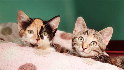 Adopter un chaton dans nos refuges | La SPA, Société Protectrice des ...