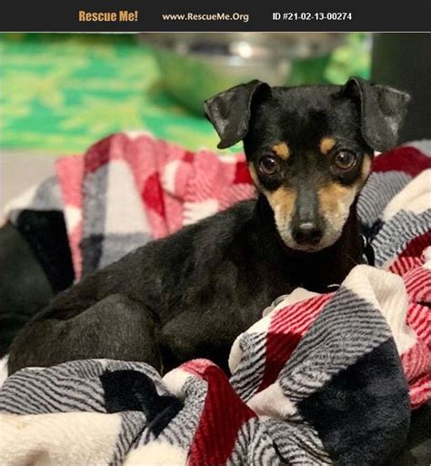 ADOPT 21021300274 ~ Miniature Pinscher Rescue ~ Los Angeles, CA