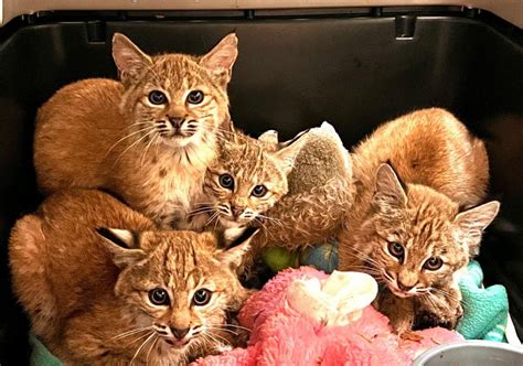 Cats Aren't Trophies | Hunt Talk