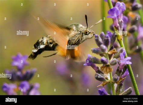 Hummingbird hawk-moth (Macroglossum stellatarum) gathering lavender ...